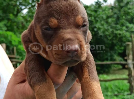 King Doberman Yavrular görsel