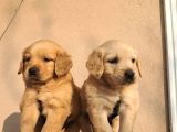 Baby Face Golden Retriever
