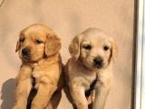 Baby Face Golden Retriever