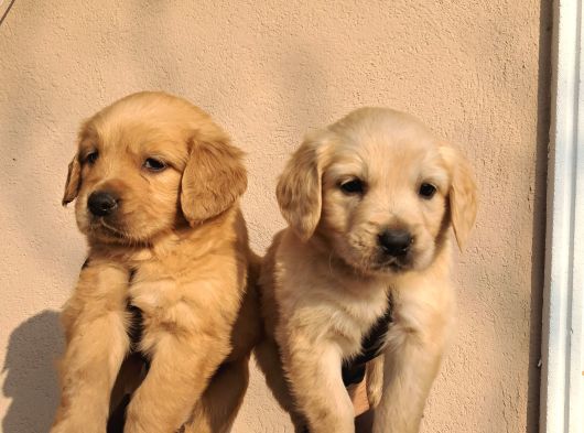 Baby Face Golden Retriever görsel