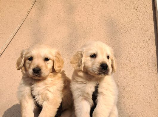 Baby Face Golden Retriever görsel