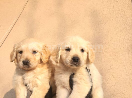 Baby face golden retriever