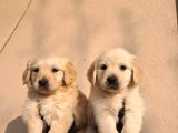 Baby Face Golden Retriever