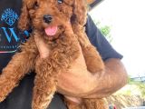 Toy Poodle Yavrular