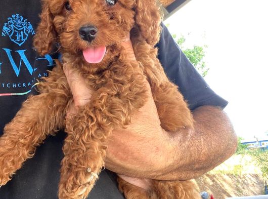 Toy Poodle Yavrular görsel