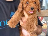 Toy Poodle Yavrular