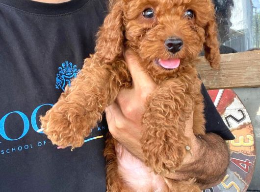 Toy Poodle Yavrular görsel