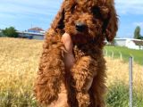 Toy Poodle Yavrular