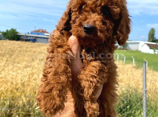 Toy Poodle Yavrular görsel