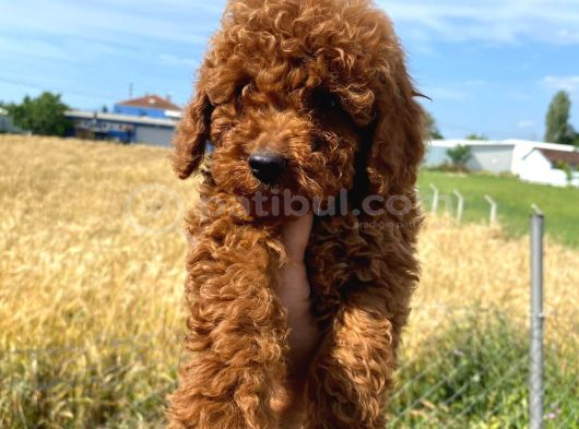 Toy poodle yavrular