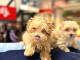 Tüy Dökmeyen Hi̇poalerjeni̇k Saf Kan Malti̇poo Yavrular