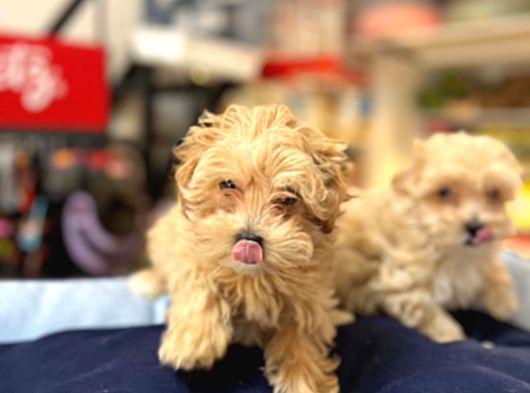 Tüy Dökmeyen Hi̇poalerjeni̇k Saf Kan Malti̇poo Yavrular