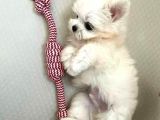 Mini Boy Maltese Yavrularımız