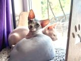Erkek yavru