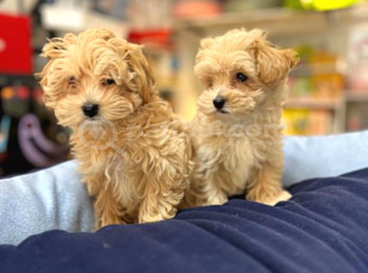 Tüy Dökmeyen Hi̇poalerjeni̇k Saf Kan Malti̇poo Yavrular görsel