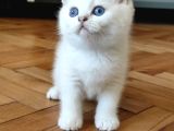 Safkan British Shorthair Ns12 Erkek Yavru