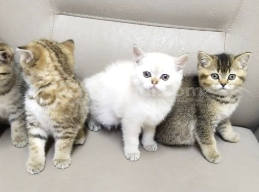 Yavrularımız Yeni Sahiplerini Bekliyor