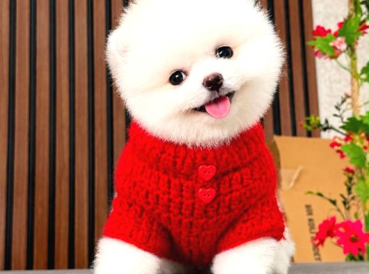 Sıfır Burun Teacup Pomerian Boo