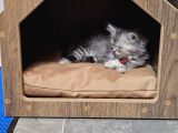 Silver British Longhair