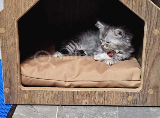 Silver British Longhair görsel