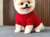 Sıfır Burun Teacup Pomerian Boo