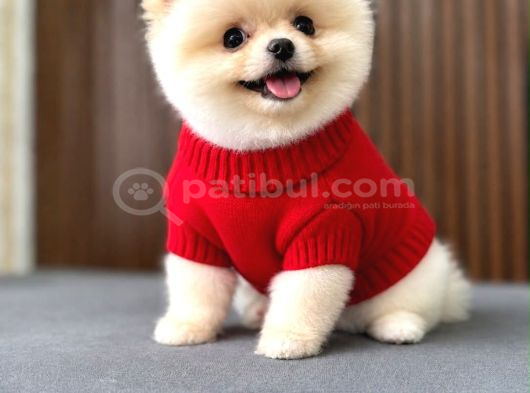 Sıfır Burun Teacup Pomerian Boo görsel