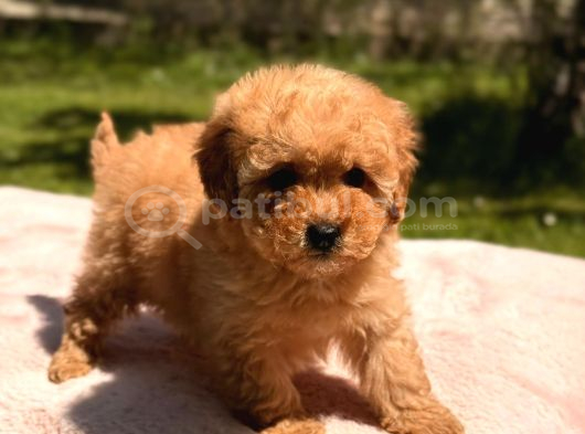TOY POODLE SEVİMLİ YAVRULAR EV ÜRETİMİ