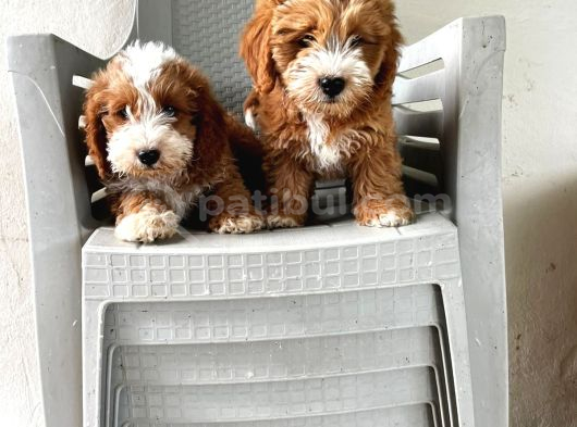Malti̇poo Ci̇nsi̇ Yavrular Ev Üreti̇mi̇ görsel