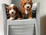 Malti̇poo Ci̇nsi̇ Yavrular Ev Üreti̇mi̇