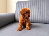 A Kali̇te Toy Poodle Yavrularimiz Hazir