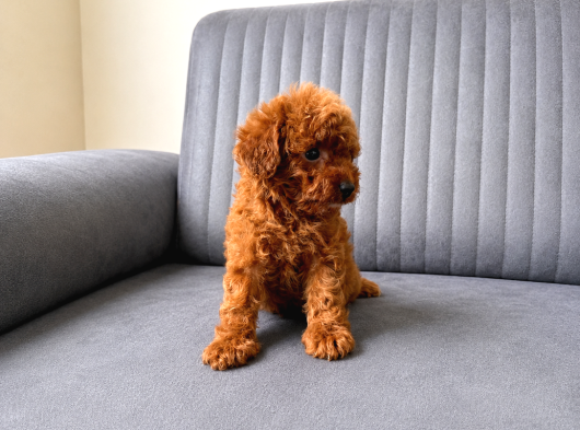 A Kali̇te Toy Poodle Yavrularimiz Hazir