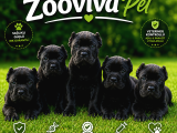 Canecorsa Yavrularımız