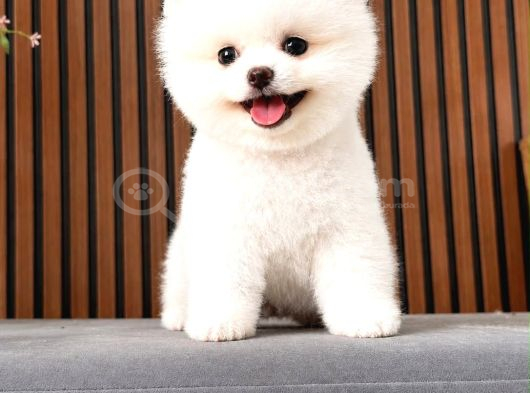 Sıfır Burun Teacup Pomerian Boo görsel