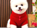 Sıfır Burun Teacup Pomerian Boo