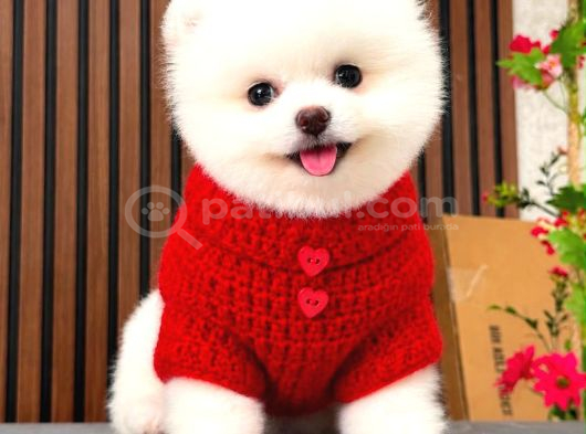 Sıfır Burun Teacup Pomerian Boo görsel