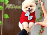 Sıfır Burun Teacup Pomerian Boo