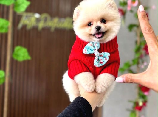 Sıfır Burun Teacup Pomerian Boo görsel