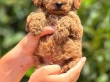 Orji̇nal Toy Poodle Teacup