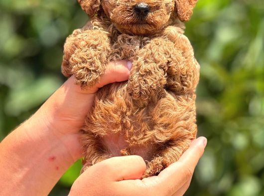 Orji̇nal Toy Poodle Teacup