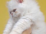 İran exotic long hair bebek