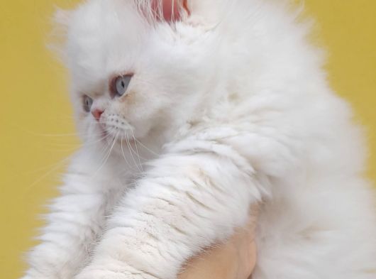 İran exotic long hair bebek