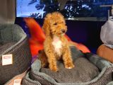 Poodle Ayarinda Maltipo Disi Bebekler