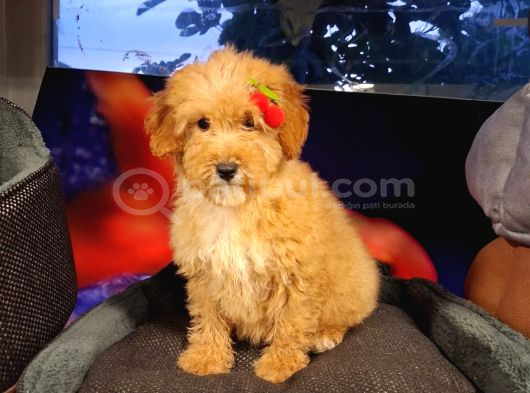 Poodle Ayarinda Maltipo Disi Bebekler
