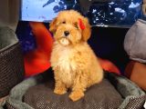 Poodle Ayarinda Maltipo Disi Bebekler