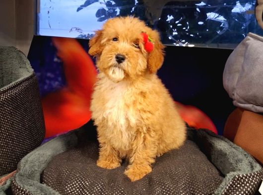 Poodle Ayarinda Maltipo Disi Bebekler görsel