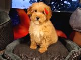Poodle Ayarinda Maltipo Disi Bebekler