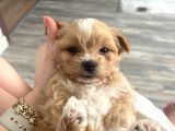 Tea Cup Maltipoo
