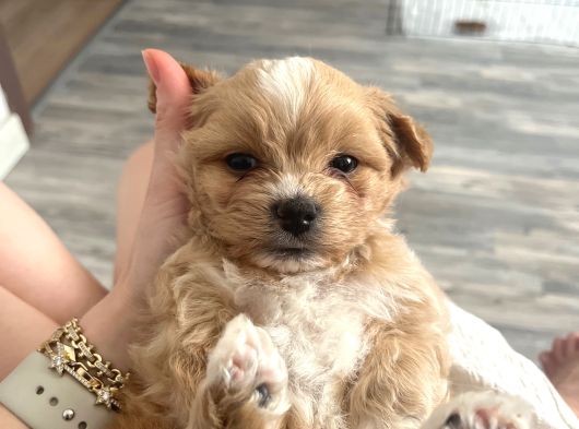 Tea Cup Maltipoo