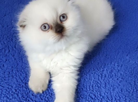 Çokolette Poi̇nt Yavrumuz Tesli̇me Hazirdir görsel