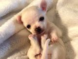 Minicik Fincan Köpekler Teacup Şivava Elma Kafalı